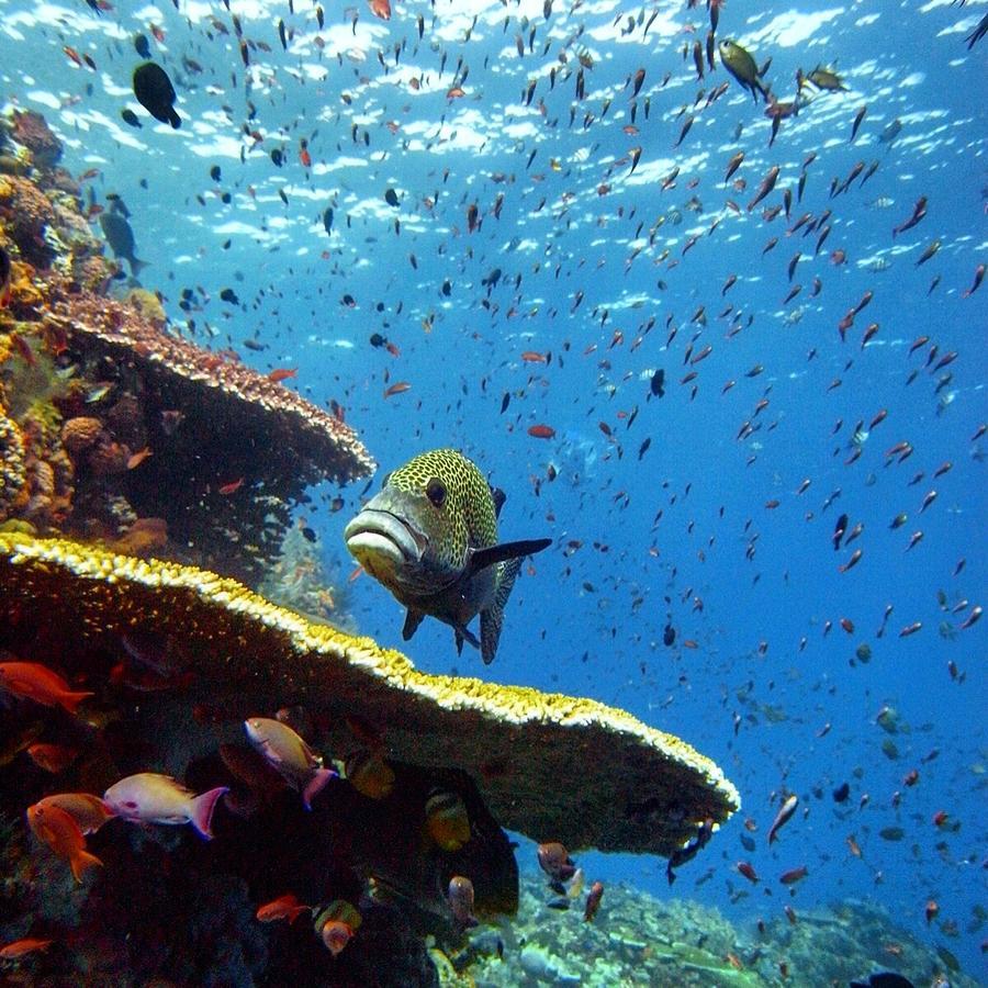 Blue Marlin Dive Komodo Labuan Bajo Εξωτερικό φωτογραφία